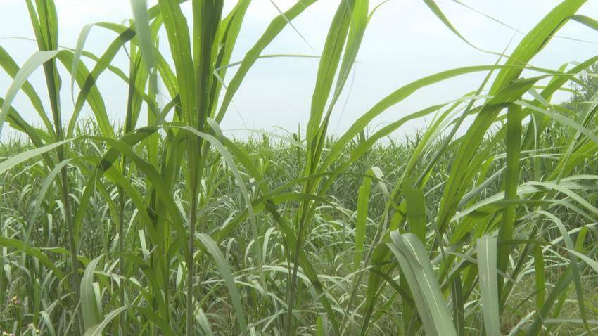 湖北石首：蘆葦變廢為寶，紙廠生產(chǎn)總值將突破110億